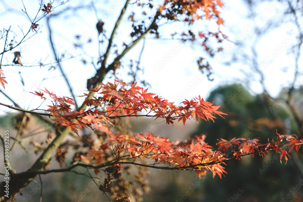 Autumn bright leaves of red and orange. Exotic Maple Tree in the Forest Autumn bright leaves of red and orange. Exotic Maple Tree in the Forest