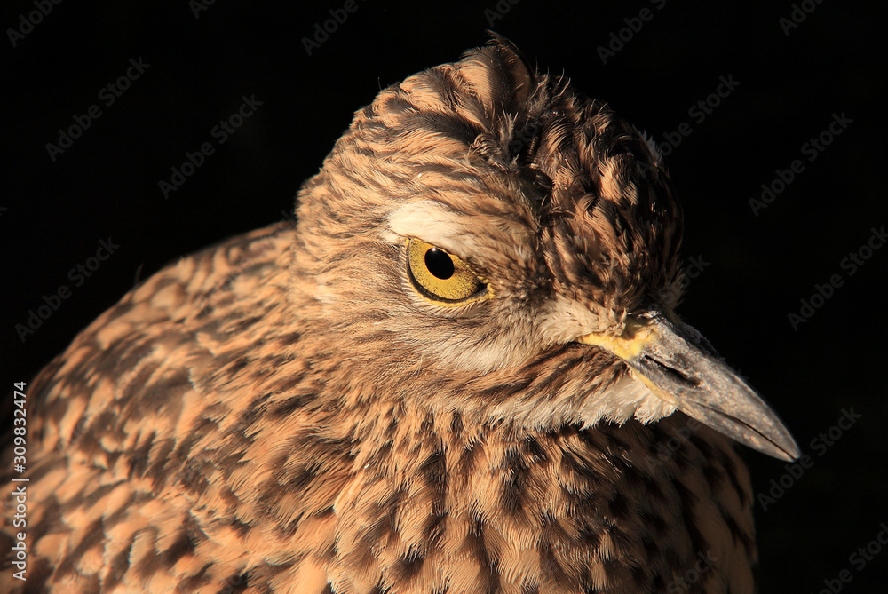 Fototapeta premium Ave en el suelo