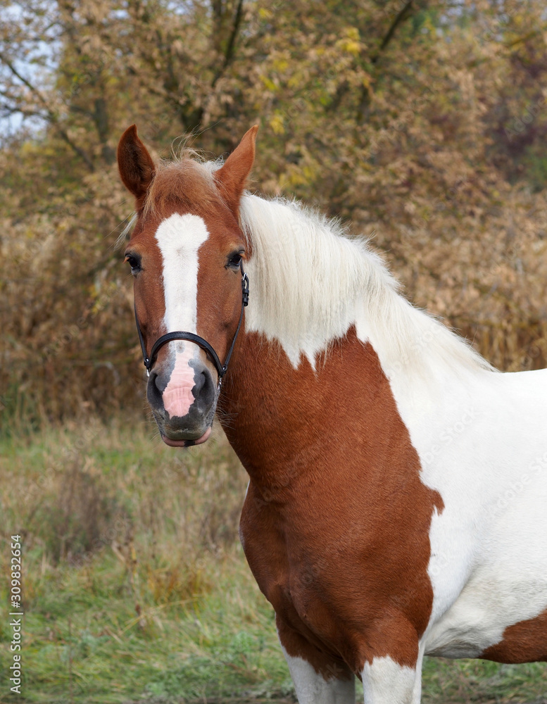 Beautiful pinto mare against the background of autumn vegetation Beautiful pinto mare against the background of autumn vegetation