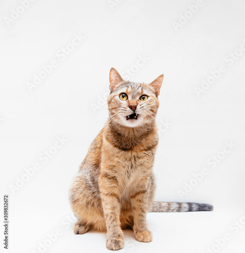 Tabby red cat meowing on a white background.