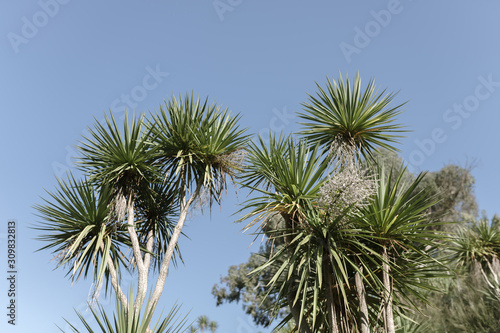 A palm tree called Cordilina south. Grows in a palm forest in the sun. Green color. Trees around