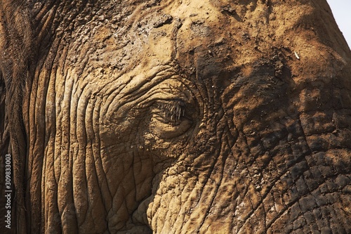 The young African elephant (Loxodonta africana) eye portrait.