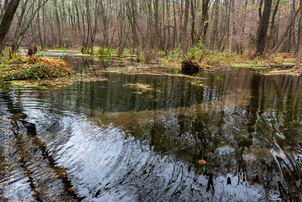 Scenic autumn view of a swamp in forest