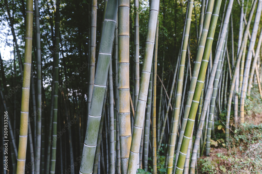 Bamboo forest and green meadow grass with natural light in blur style. Bamboo green leaves and bamboo tree with bokeh in nature forest. Nature pattern view of leaves on a blurred greenery background. Bamboo forest and green meadow grass with natural light in blur style. Bamboo green leaves and bamboo tree with bokeh in nature forest. Nature pattern view of leaves on a blurred greenery background.