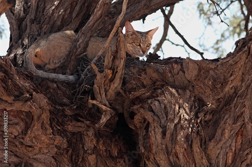 A wildcat (Felis silvestris) lying closeup in the shade on the branch in the big tree.