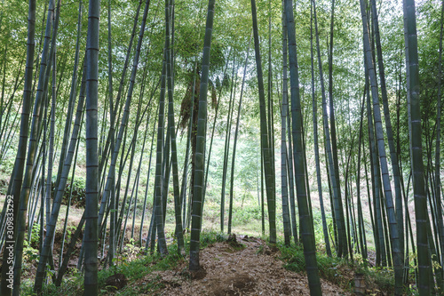 Bamboo forest and green meadow grass with natural light in blur style. Bamboo green leaves and bamboo tree with bokeh in nature forest. Nature pattern view of leaves on a blurred greenery background.