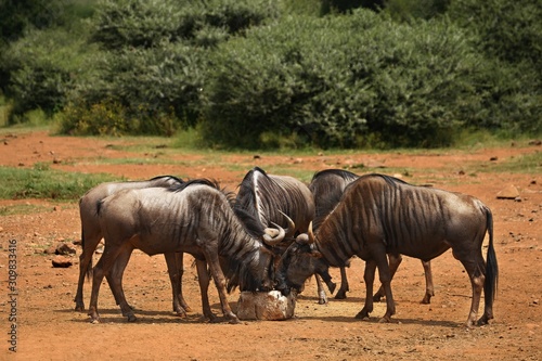 A herd of blue wildebeest  Connochaetes taurinus  calmly stying on the bush.