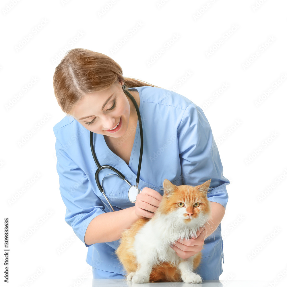 Female veterinarian examining cute cat on white background Female veterinarian examining cute cat on white background