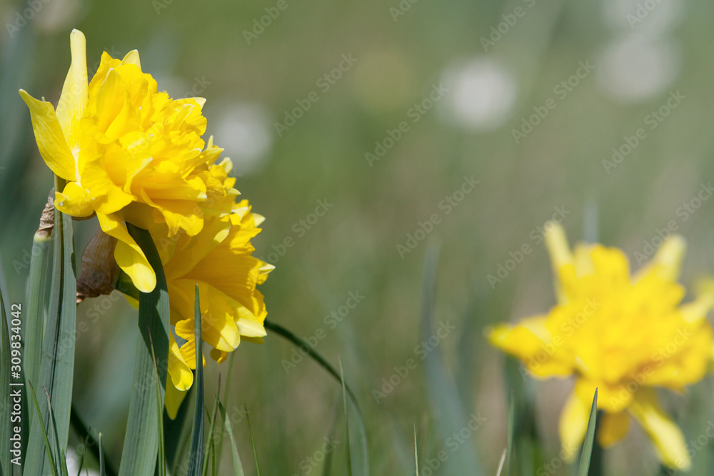 Fototapeta premium Osterglocke, Narzisse Blume in Blüte mit Textfreiraum
