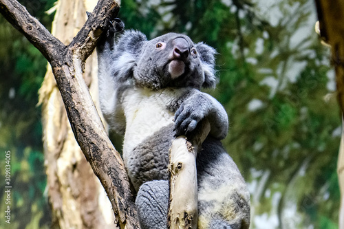 Fototapeta Naklejka Na Ścianę i Meble -  Koala bear on a tree in a zoo.