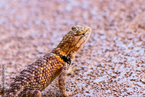Lizard