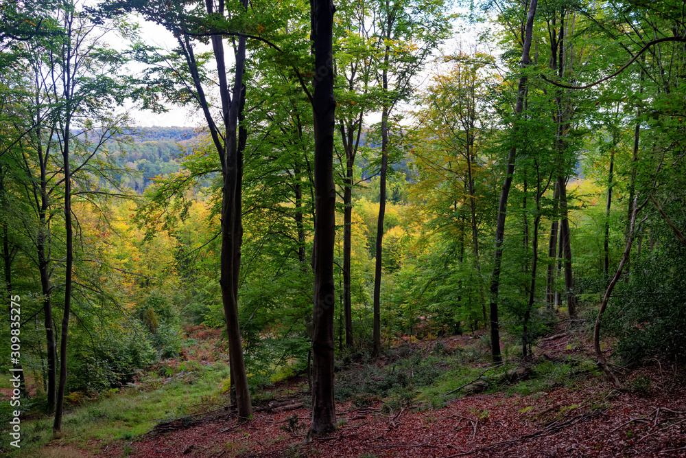 Compiegne forest in autumn season