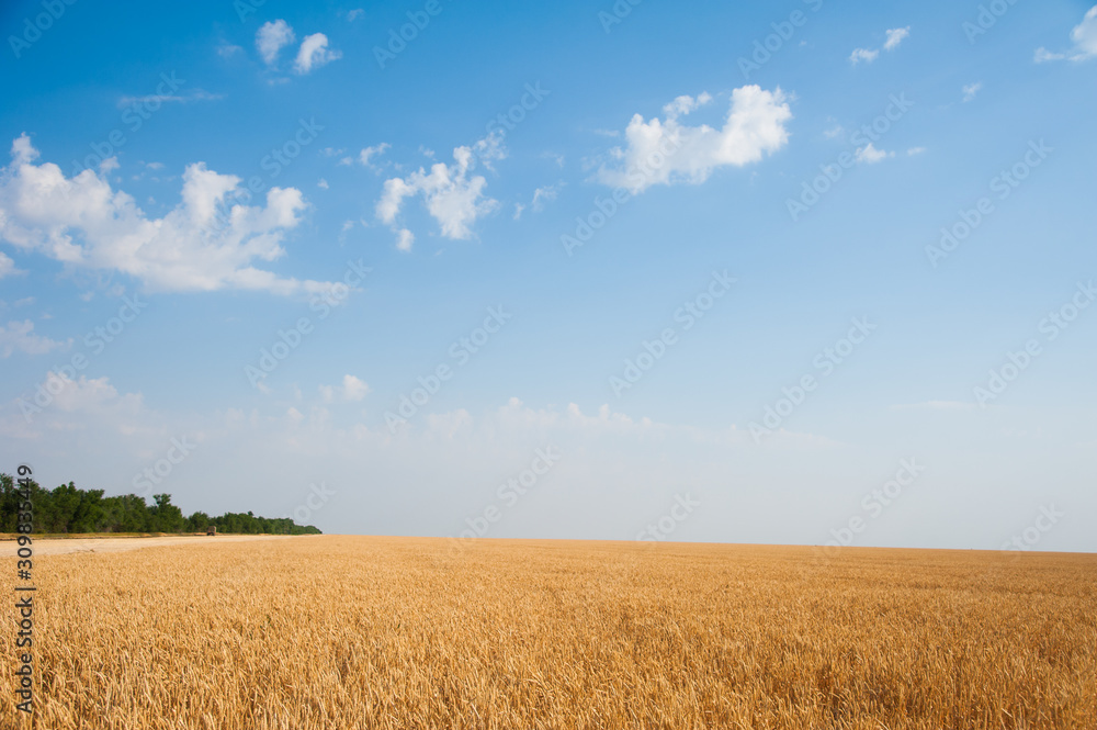 Golden wheat field and sunny day