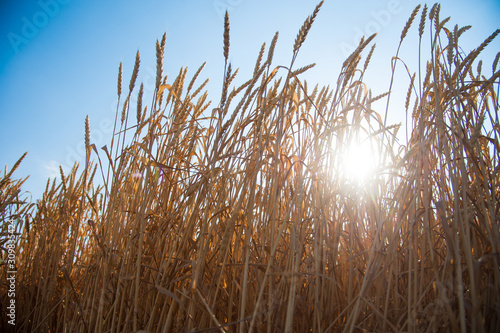 Golden wheat field and sunny day