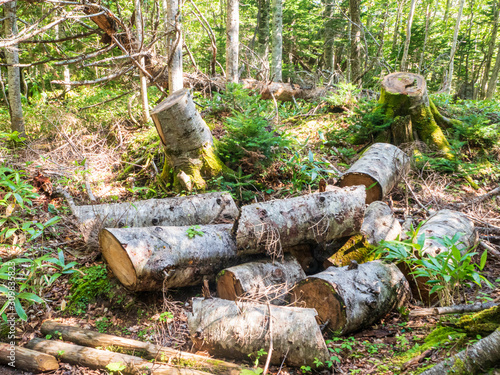 Cut tree trunks in the forest, in a sunny clearing