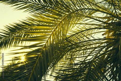 Date palm tree close up with sunlight seen through the leaves. Beautiful nature bakground