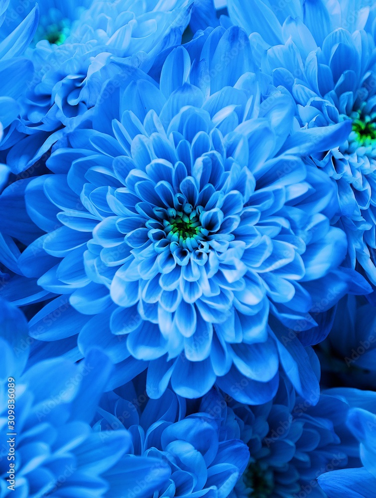 Obraz premium Beautiful flowers blue chrysanthemums close up view