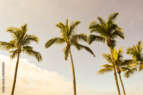 Palm trees © Kruno Kartus