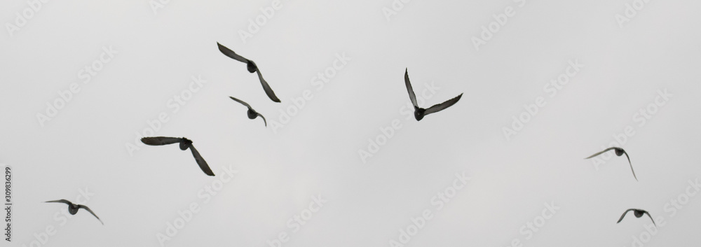flock of birds flying flock of birds flying