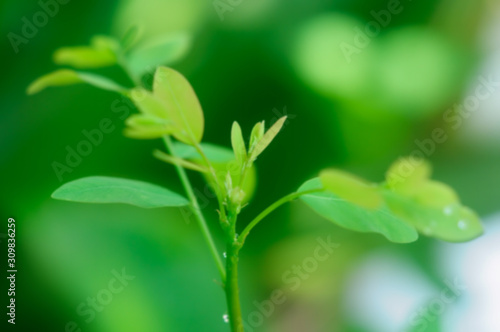Blurred young leaves of bright green tree.