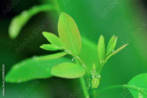 Blurred young leaves of bright green tree. © Montrey