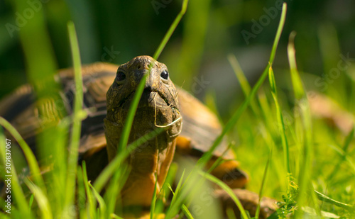 turtle in the grass © mario