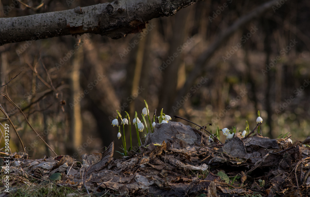 Obraz premium Spring snowflakes (Leucojum vernum) in bloom in Chlebsky brook valley (Údolí Chlébského potoka), Czech Republic