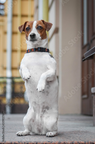 Cute dog jack russell terrier is making trick on city street