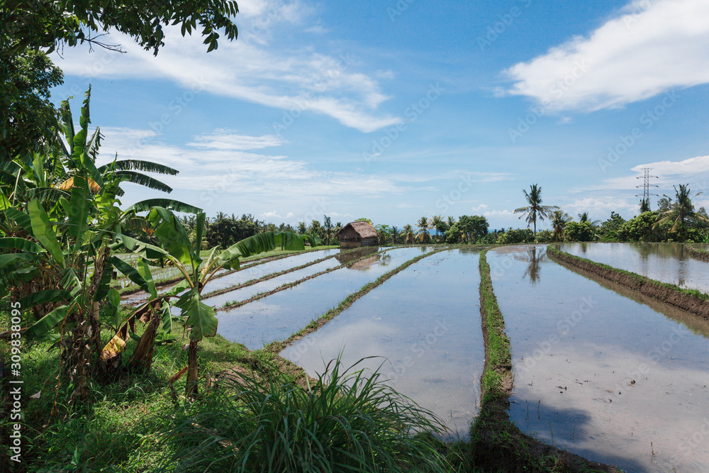 Obraz premium Paddy field under blue sky in Bali