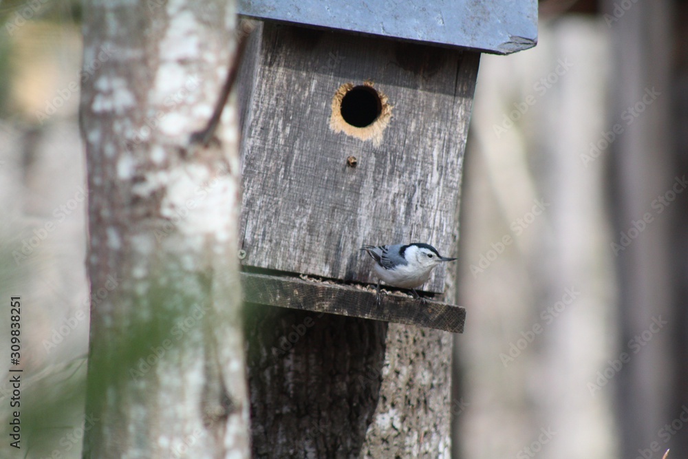 bird in birdhouse