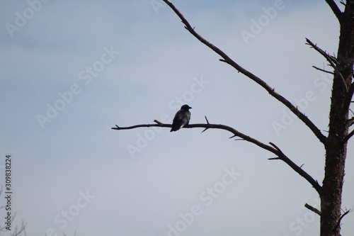 bird in tree