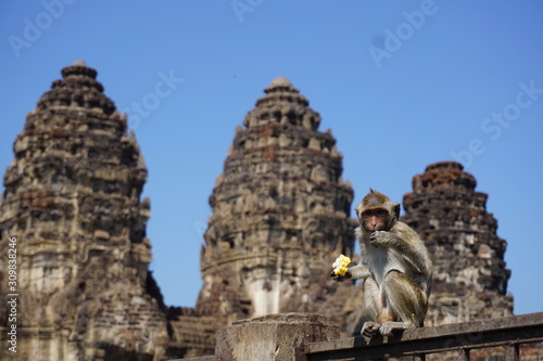 mono comiendo ruinas tailandia templo