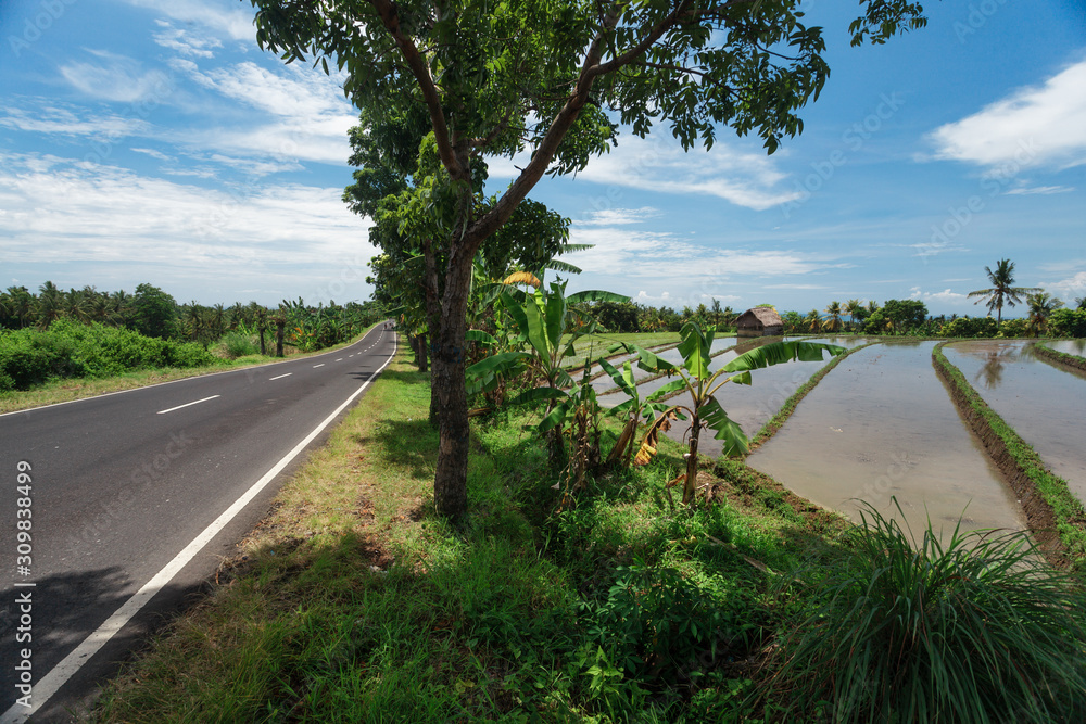 Road among rice fields in Bali