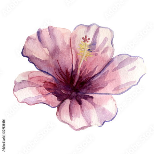 Fototapeta Naklejka Na Ścianę i Meble -  Watercolor hand painted illustration of bright purple hibiscus flower. Tender tropical artwork for trendy design.