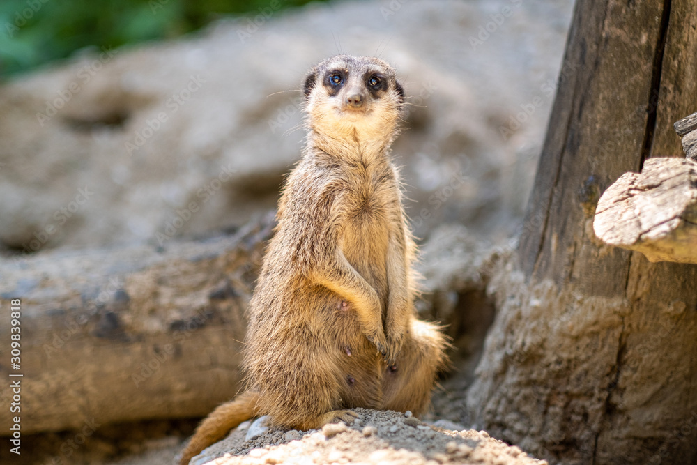 Courious Meerkat sitting on sunny warm sand in Bratislava Zoo