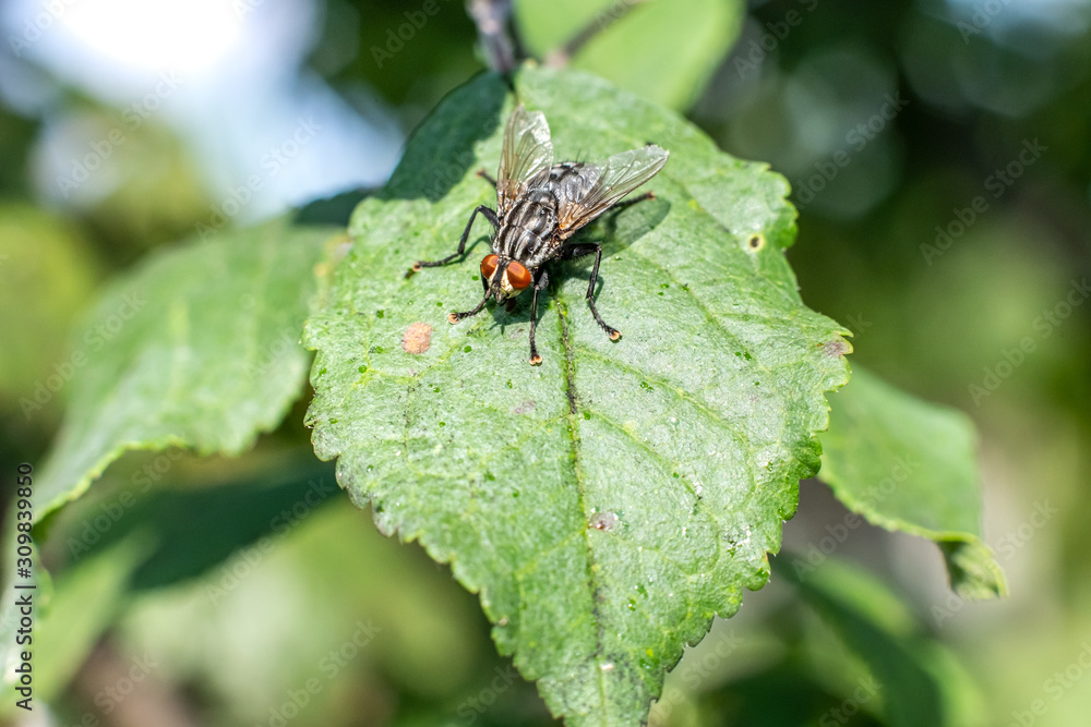 Flesh flies are Stripey-backed Flesh Fly sitting in bright sun on green leaf of sick apple tree Flesh flies are Stripey-backed Flesh Fly sitting in bright sun on green leaf of sick apple tree