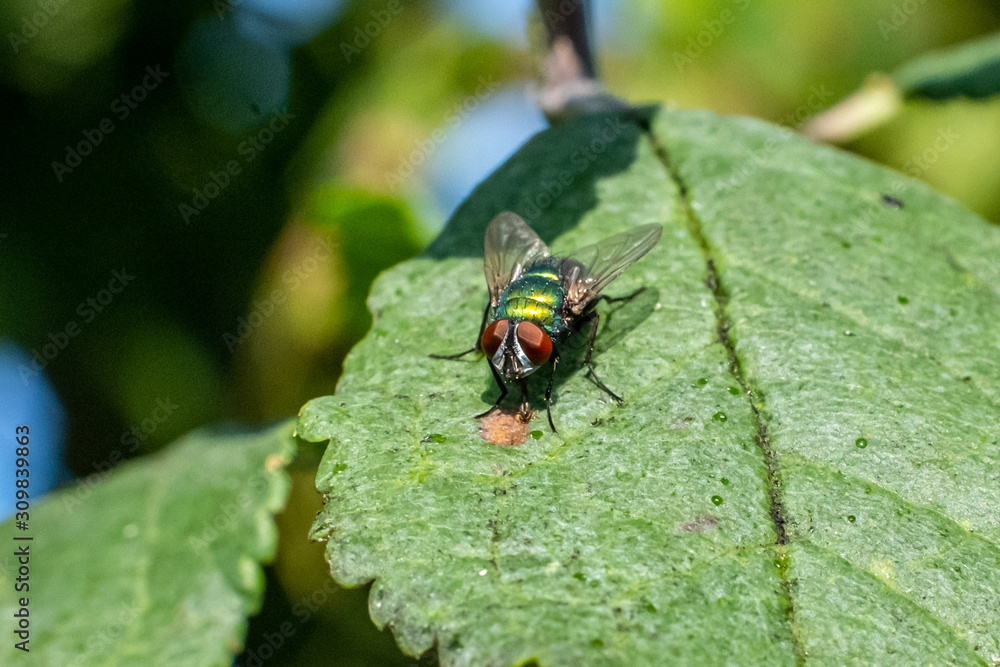 The common green bottle fly (Lucilia sericata) sitting on leaf of sick tree - close up still image The common green bottle fly (Lucilia sericata) sitting on leaf of sick tree - close up still image