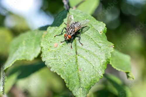 Flesh flies are Stripey-backed Flesh Fly sitting in bright sun on green leaf of sick apple tree