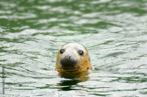 Close-up portrait of a seal. Wild animal pattern for design. © dimdiz