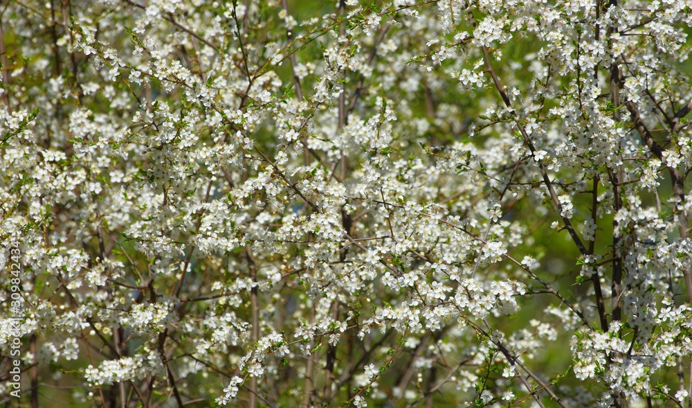 Spring blossom in Estonia during spring season Spring blossom in Estonia during spring season