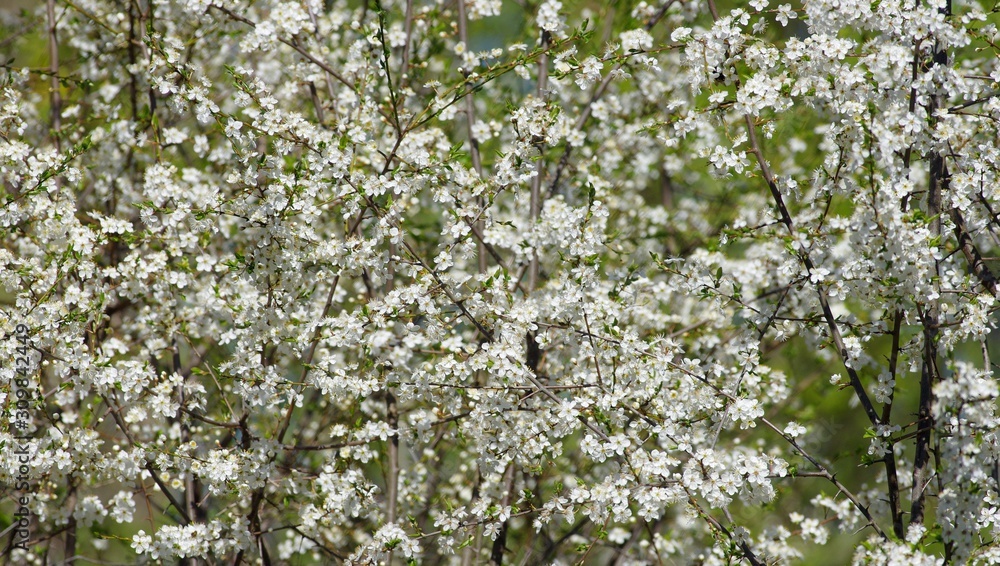 Spring blossom in Estonia during spring season