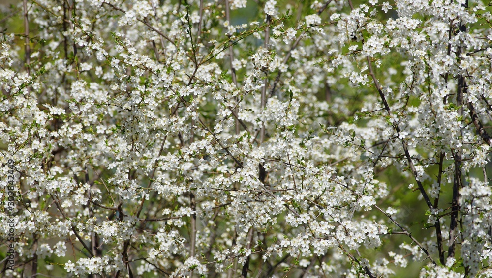 Spring blossom in Estonia during spring season Spring blossom in Estonia during spring season