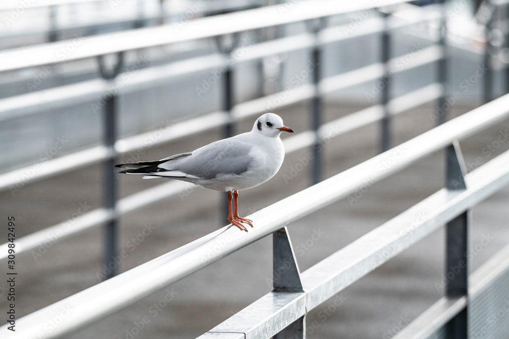 Möwe auf einem Brückengeländer Möwe auf einem Brückengeländer