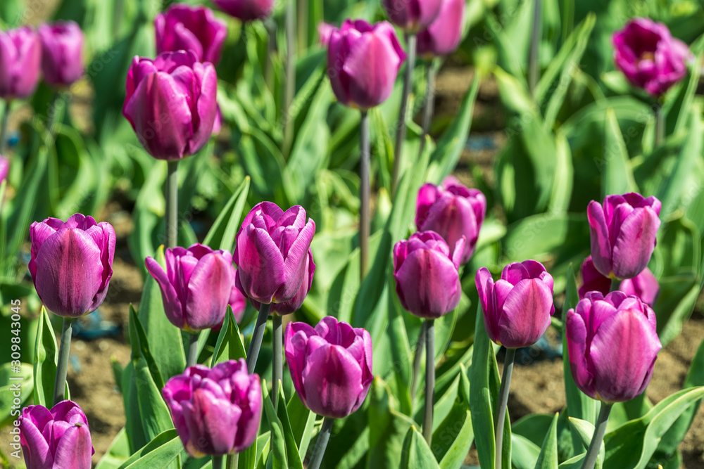 Fototapeta premium beautiful colorful purple tulips flowers bloom in spring garden.