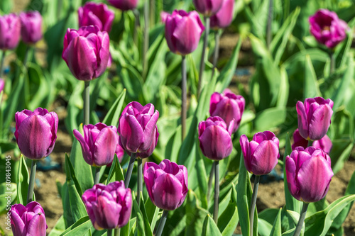 beautiful colorful purple tulips flowers bloom in spring garden. © larisa_stock