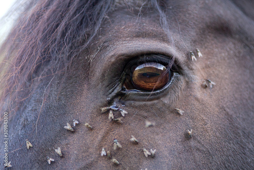 Pferd hat viele Fliegen am Auge, Insekten Abwehr photo