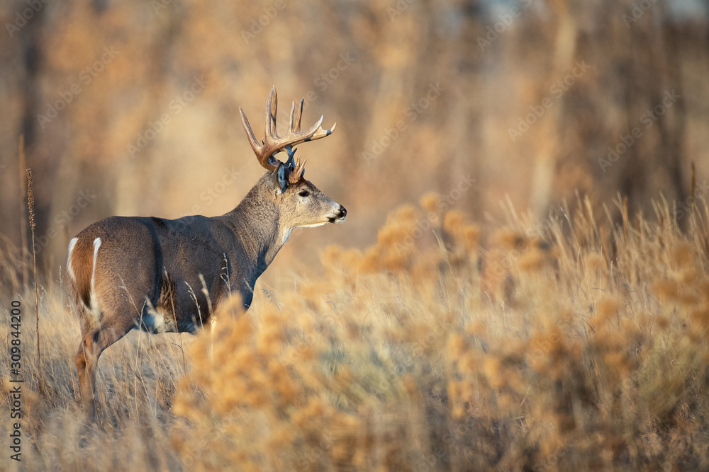 Fototapeta premium Big Buck in Field