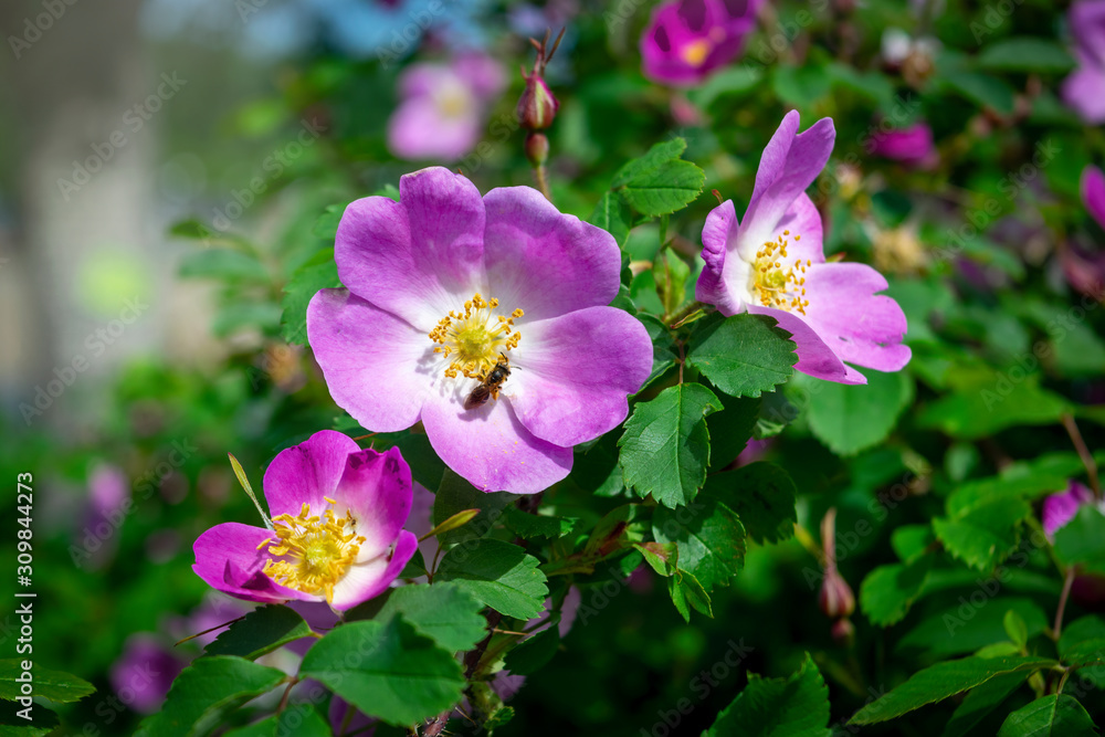 Dogrose flowers on a blurred background. Branches of flowering rose hips on a background of blurred greenery.