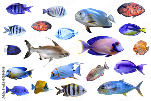Set of different tropical fishes on white background