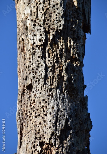 Fototapeta Naklejka Na Ścianę i Meble -  A dead tree riddled with woodpecker holes at Elkhorn Slough, California